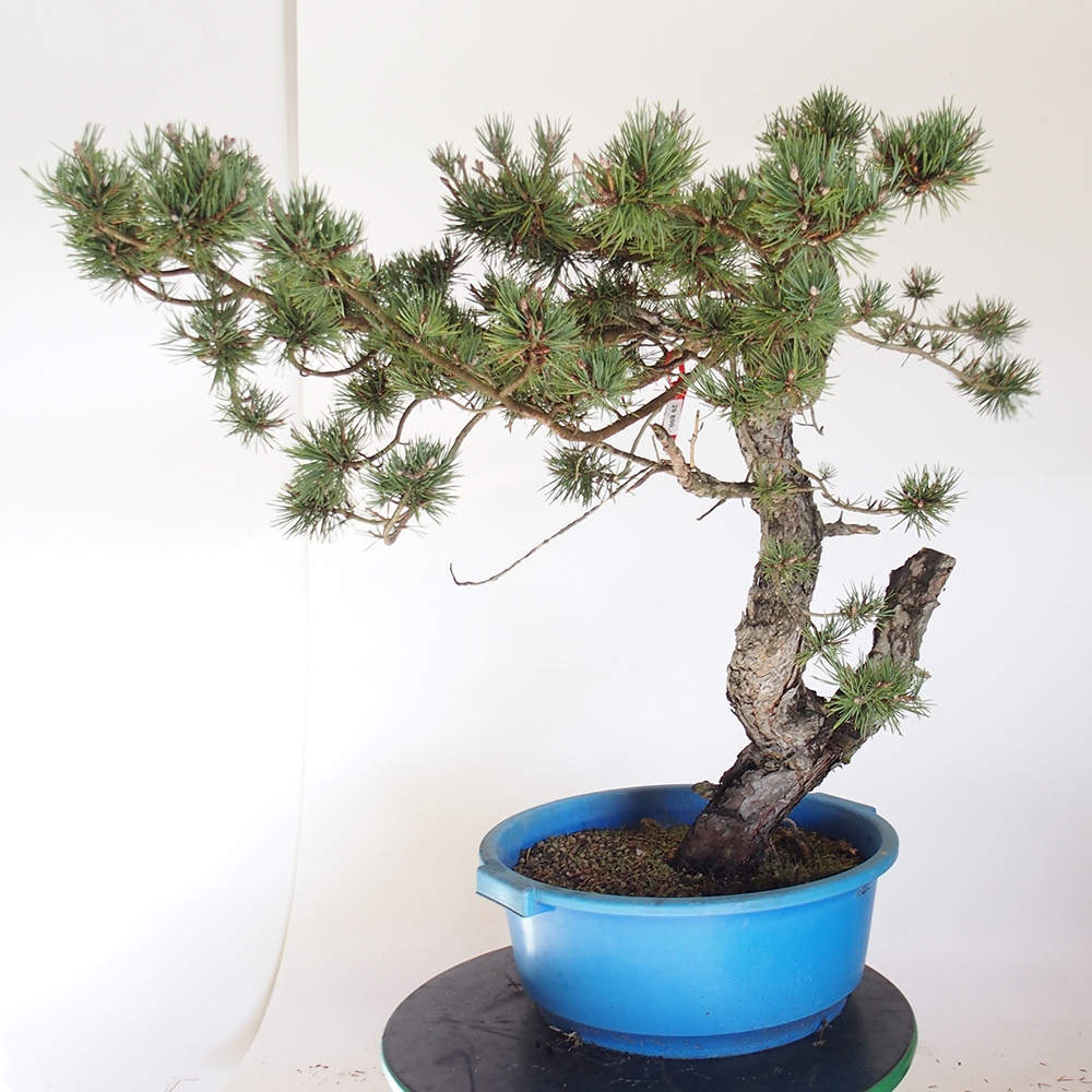 Yamadori - Pinus sylvestris Hiszpania