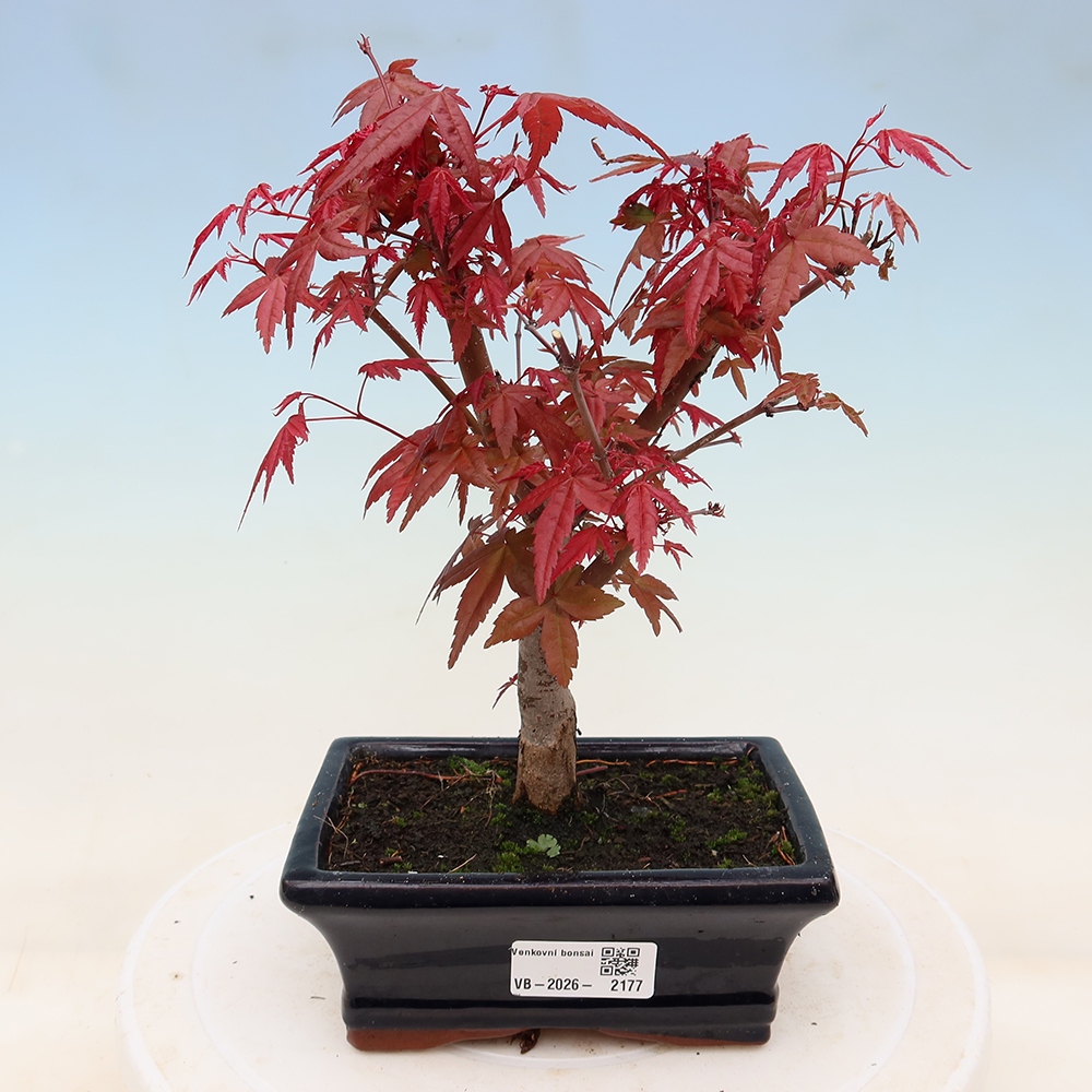 Outdoor bonsai - Acer palmatum DESHOJO