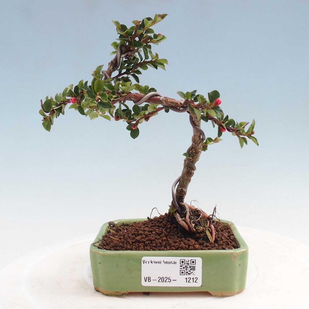 Plenerowe bonsai - Irga pozioma - Drzewo skalne