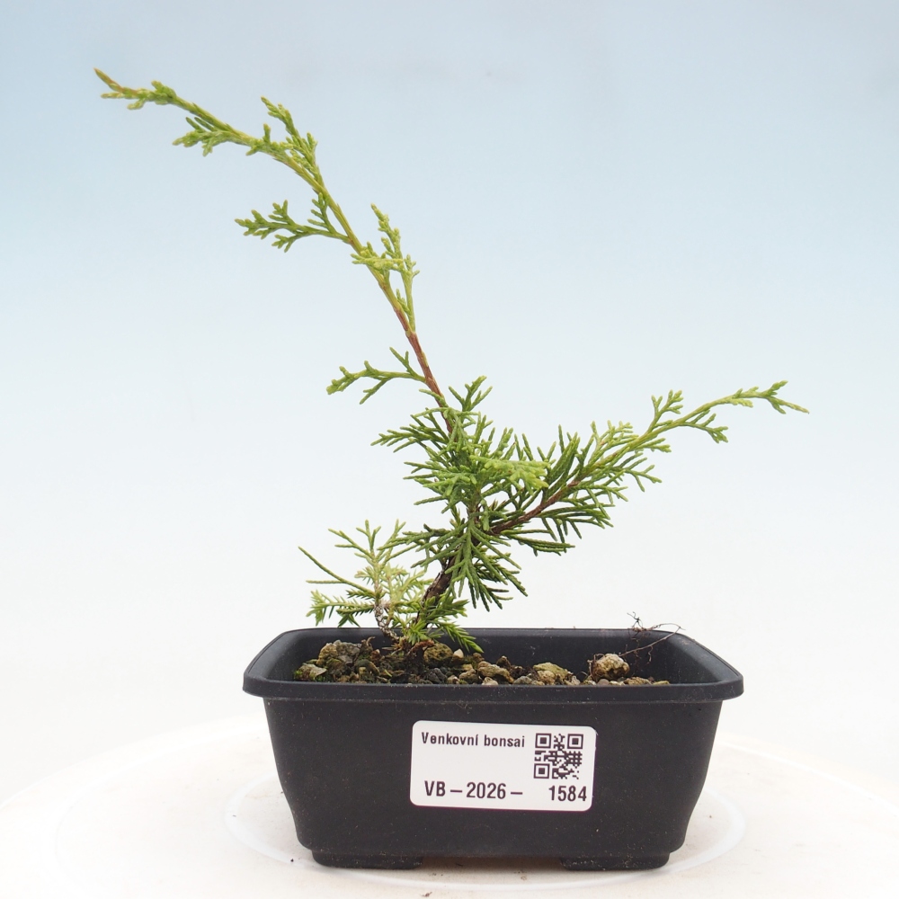 Outdoor bonsai - Juniperus chinensis Itoigawa