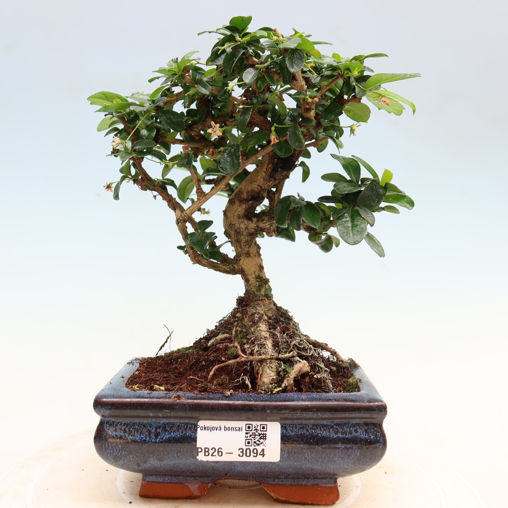 Bonsai pokojowe - Carmona macrophylla - Tea fuki