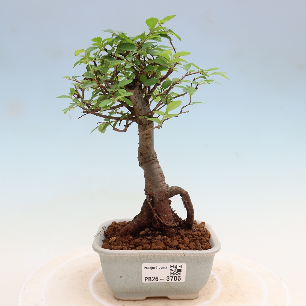 Pokój bonsai - Ulmus parvifolia - Wiąz drobnolistny