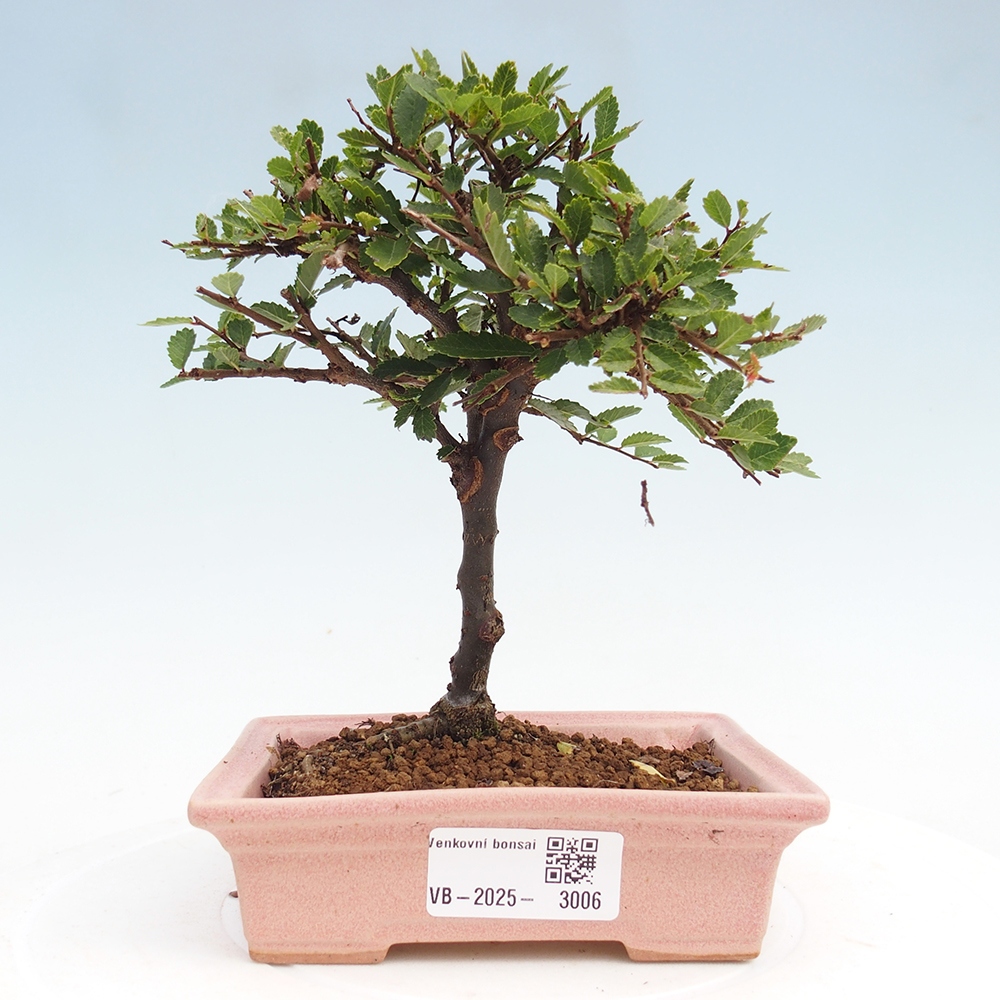 Bonsai zewnętrzne - Ulmus parvifolia Sagei - Wiąz drobnolistny