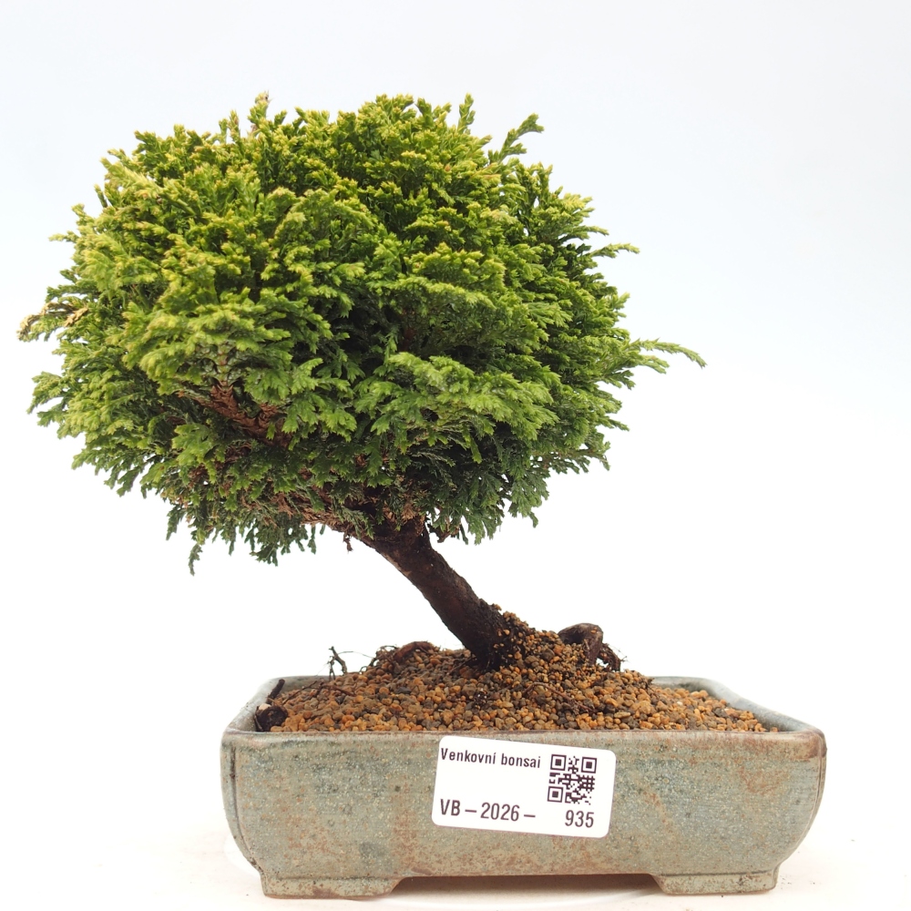 Bonsai zewnętrzne - Cham.pis Parslori - Cyprys