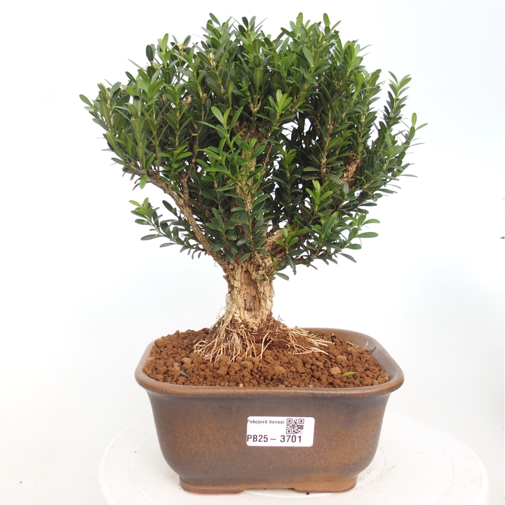Kryty bonsai - Buxus harlandii - Bukszpan korkowy