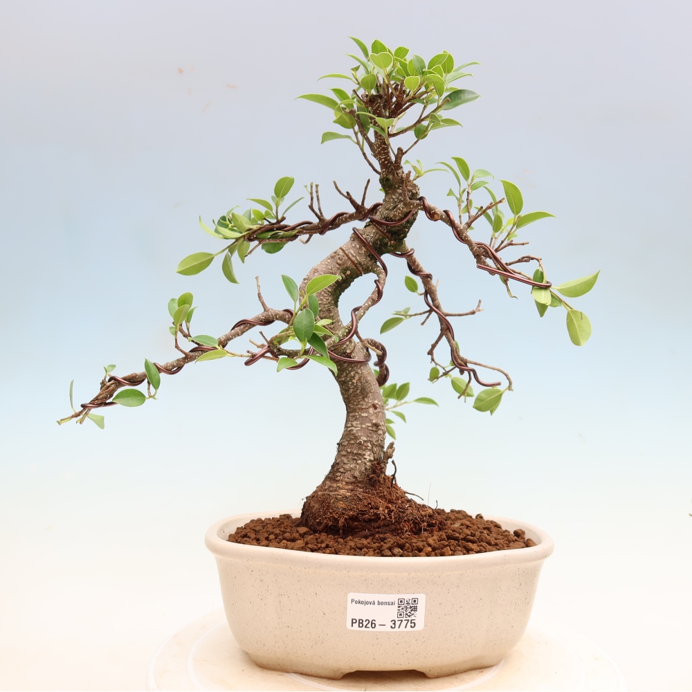 Pokój bonsai - Ficus kimmen - figowiec drobnolistny