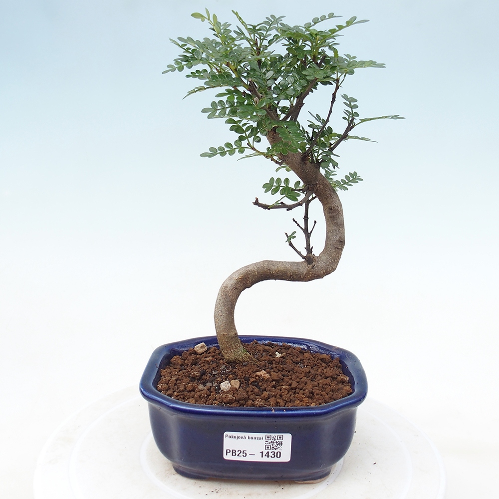 Kryty bonsai - Zantoxylum piperitum - Mięta pieprzowa