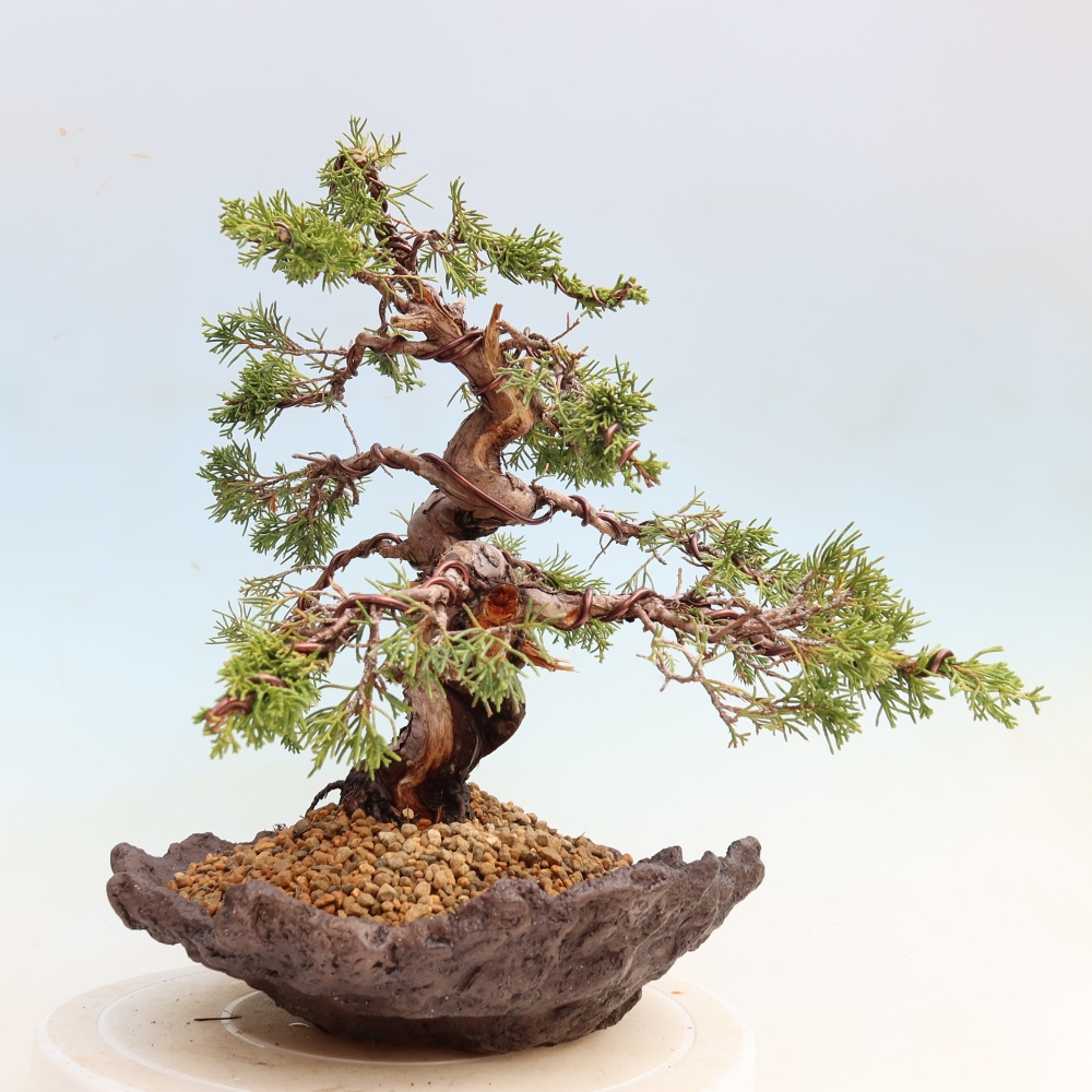 Bonsai ogrodowe – Juniperus chinensis Itoigawa – jałowiec chiński