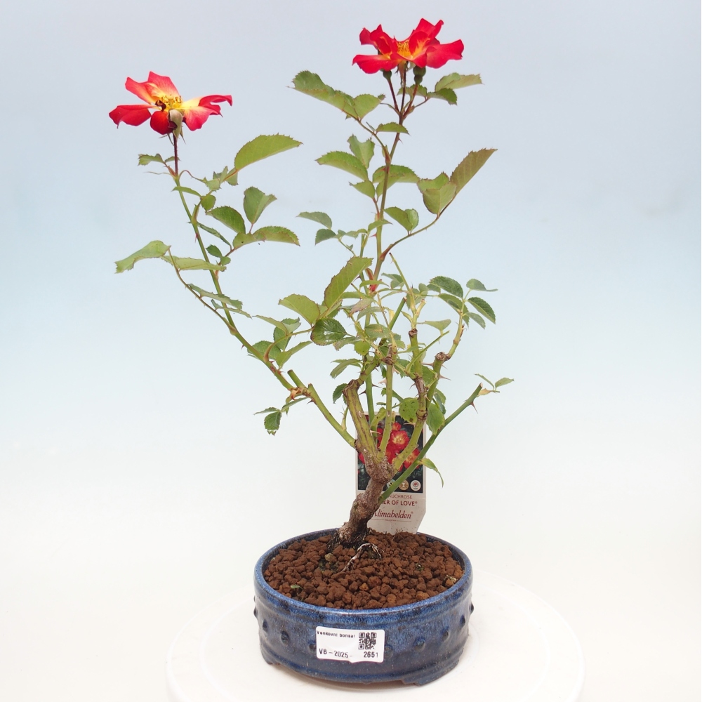 Bonsai na zewnątrz - Rosa Kordes - róża 