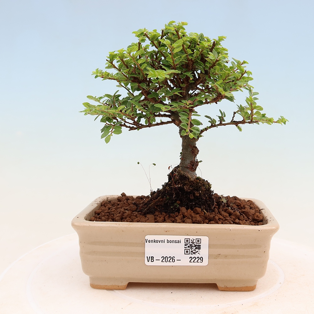 Bonsai ogrodowe – Ulmus parvifolia Sagei – wiąz drobnolistny