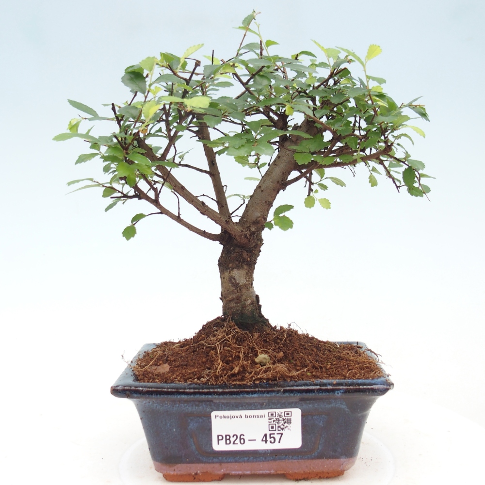 Pokój bonsai - Ulmus parvifolia - Wiąz drobnolistny
