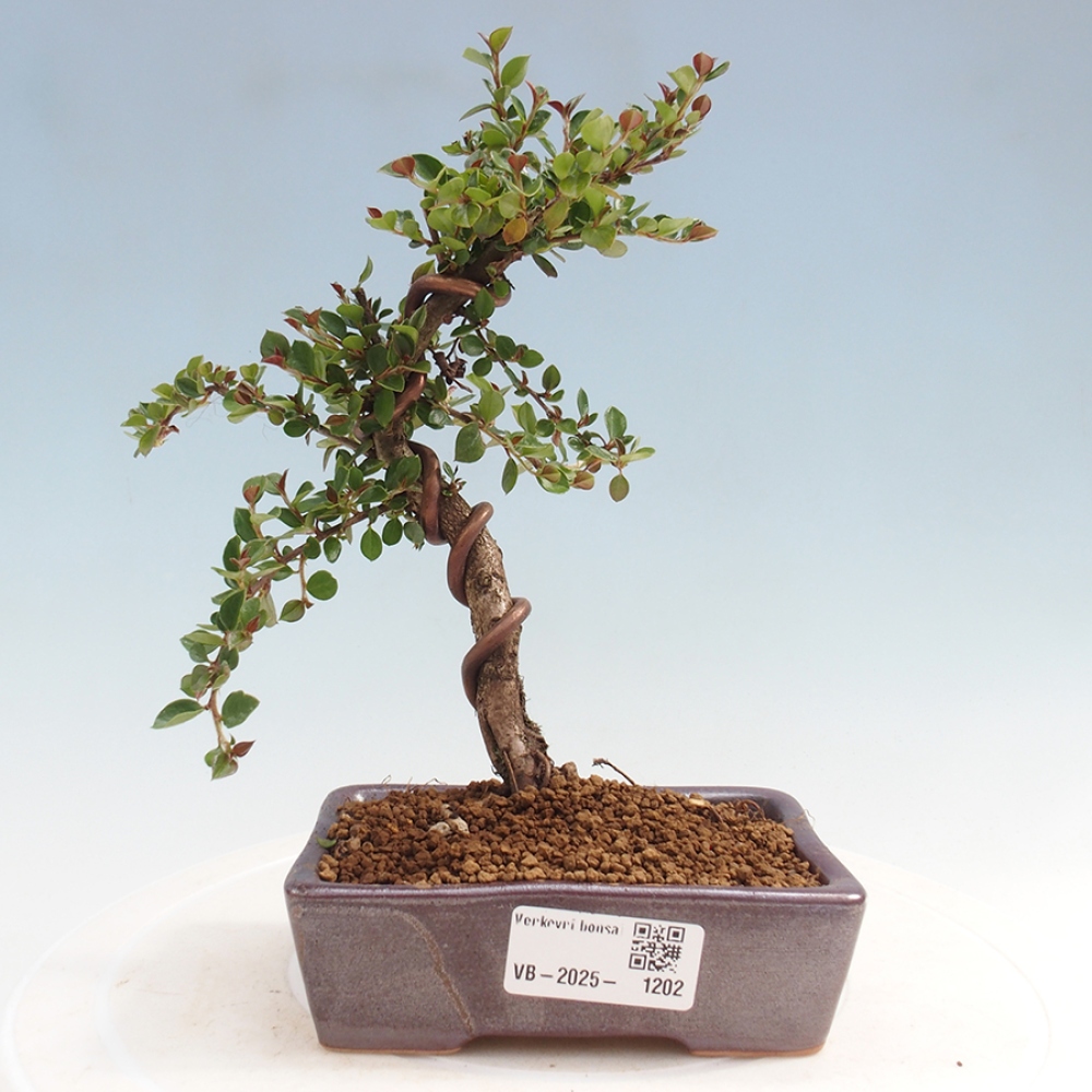 Odkryty bonsai-Cotoneaster poziomy - Skała