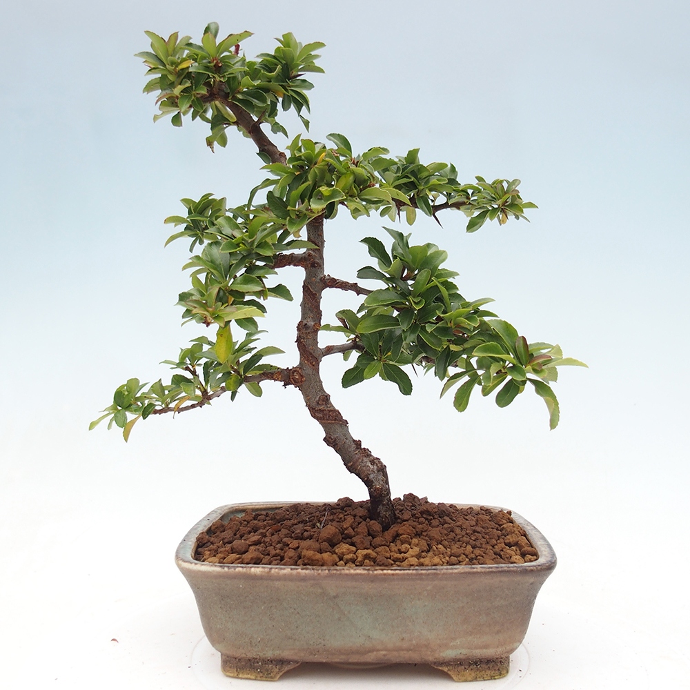Outdoor bonsai-Pyracantha Teton -Hlox