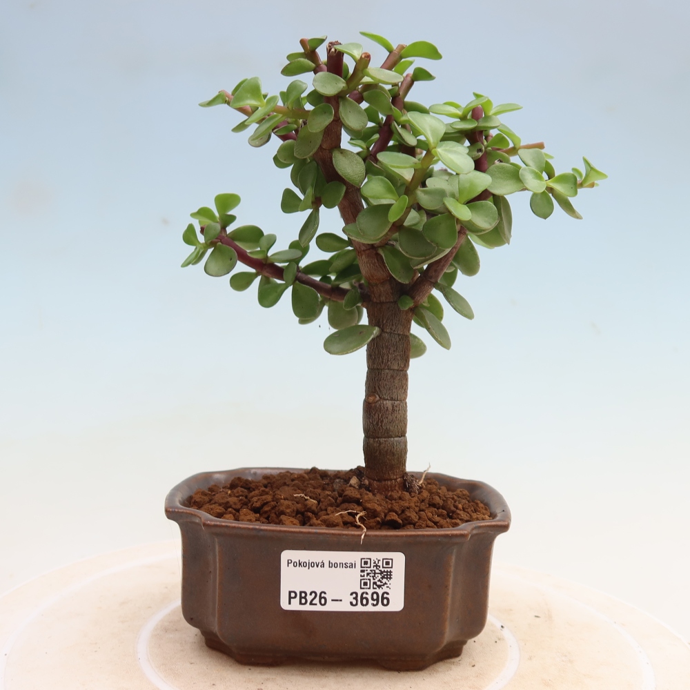 Pokój bonsai - Portulakaria Afra - Tlustice