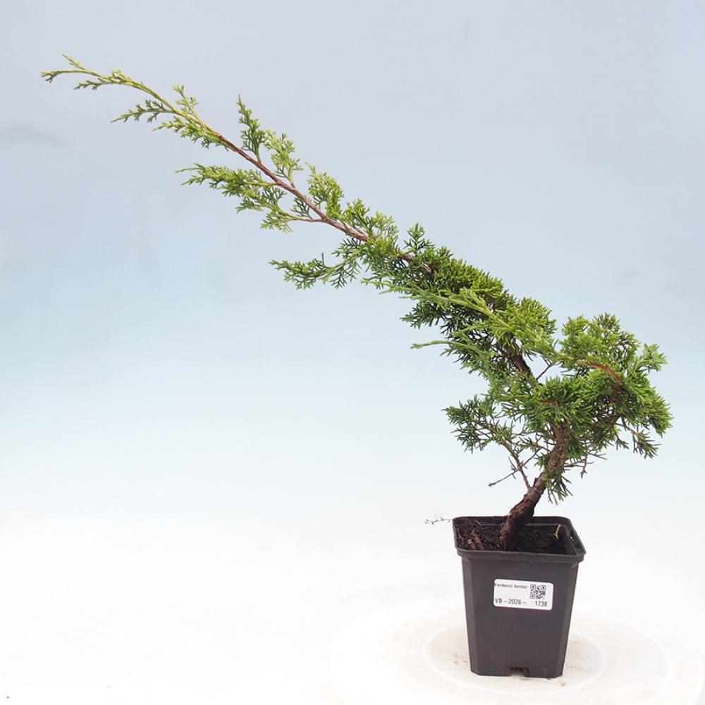 Outdoor bonsai - Juniperus chinensis Itoigawa
