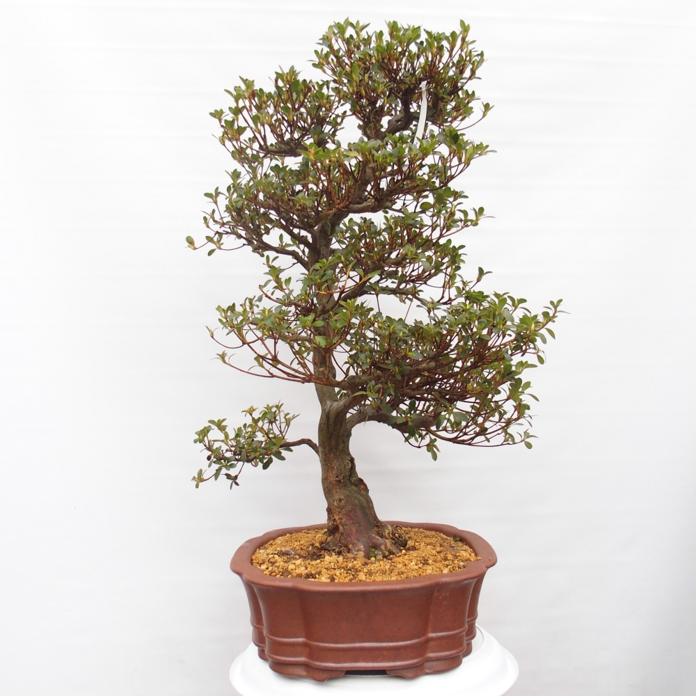 Bonsai zewnętrzne - Azalia japońska - Azalia Sansei