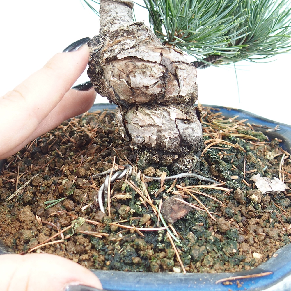 Outdoor bonsai - Pinus parviflora - Mała sosna