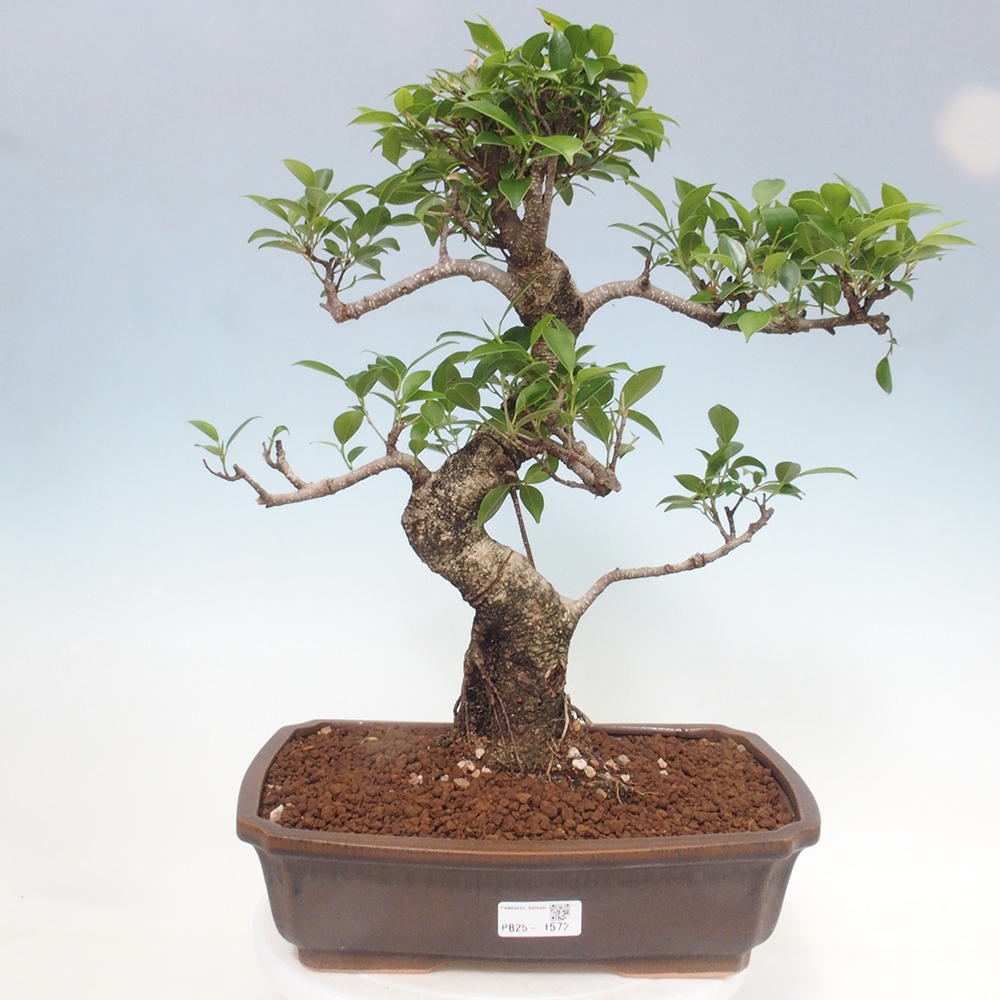 Kryty bonsai - Ficus kimmen - figowiec drobnolistny