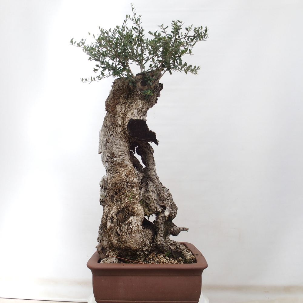Kryte bonsai - Olea europaea sylvestris - Europejska oliwa z małych liści