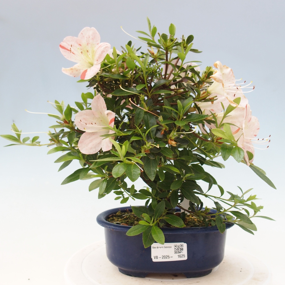 Bonsai ogrodowe - azalia japońska - Azalea Asazakura