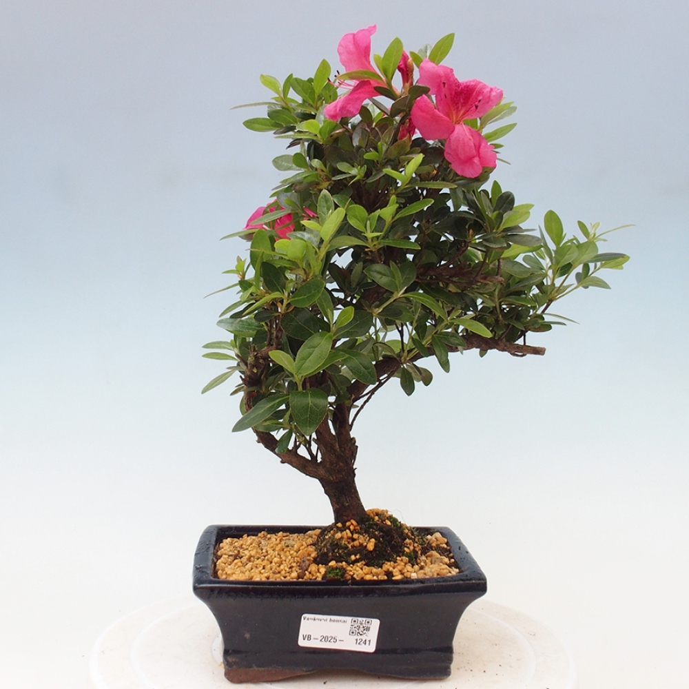Bonsai zewnętrzne - Azalia japońska - Azalea sp.