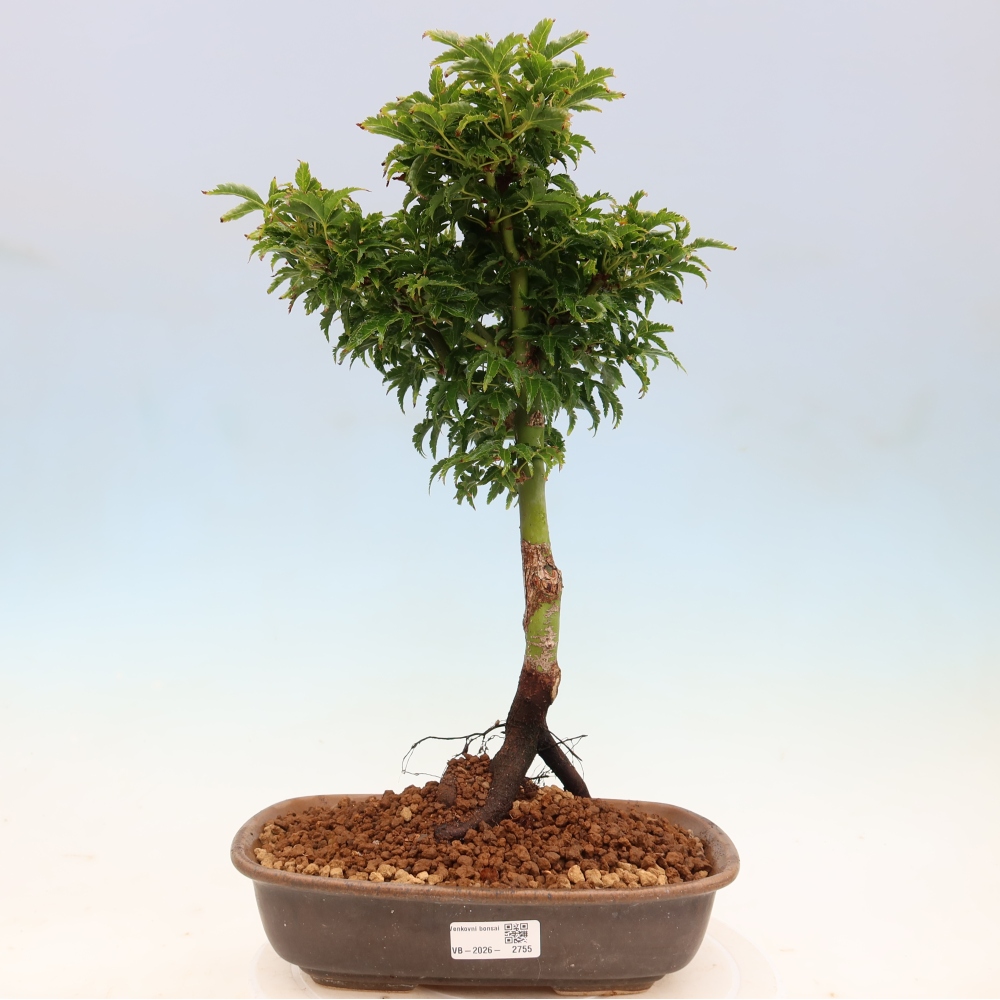 Outdoor bonsai - palma jaworowa Acer palmatum Shishigashira