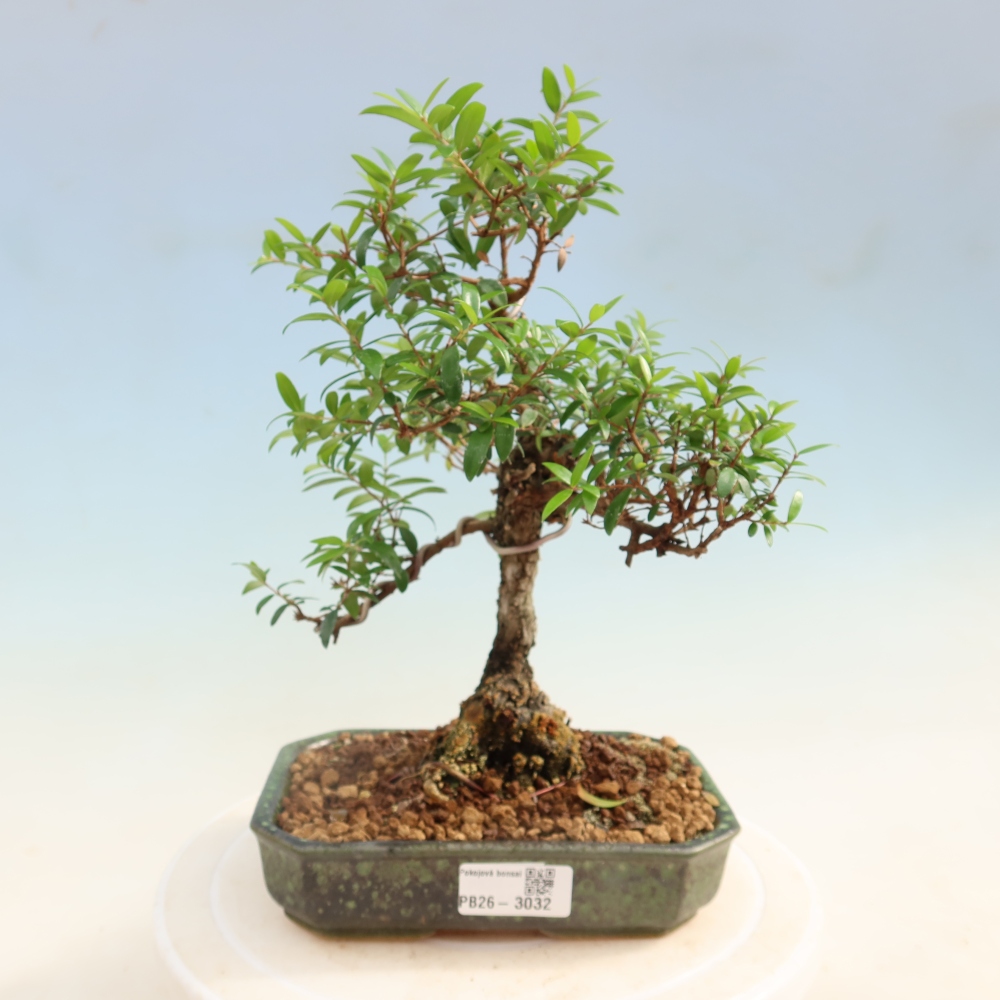 Bonsai pokojowe – Myrtus communis – mirt pospolity