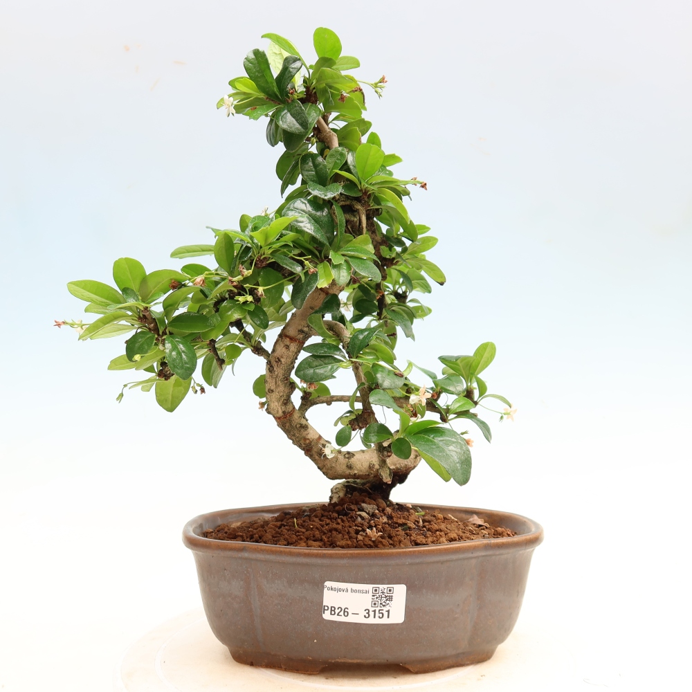 Bonsai pokojowe - Carmona macrophylla - Tea fuki