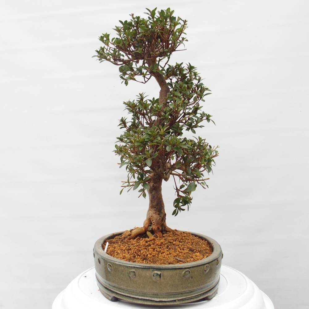 Bonsai zewnętrzne - Azalia japońska - Azalia Hanatsuzuri