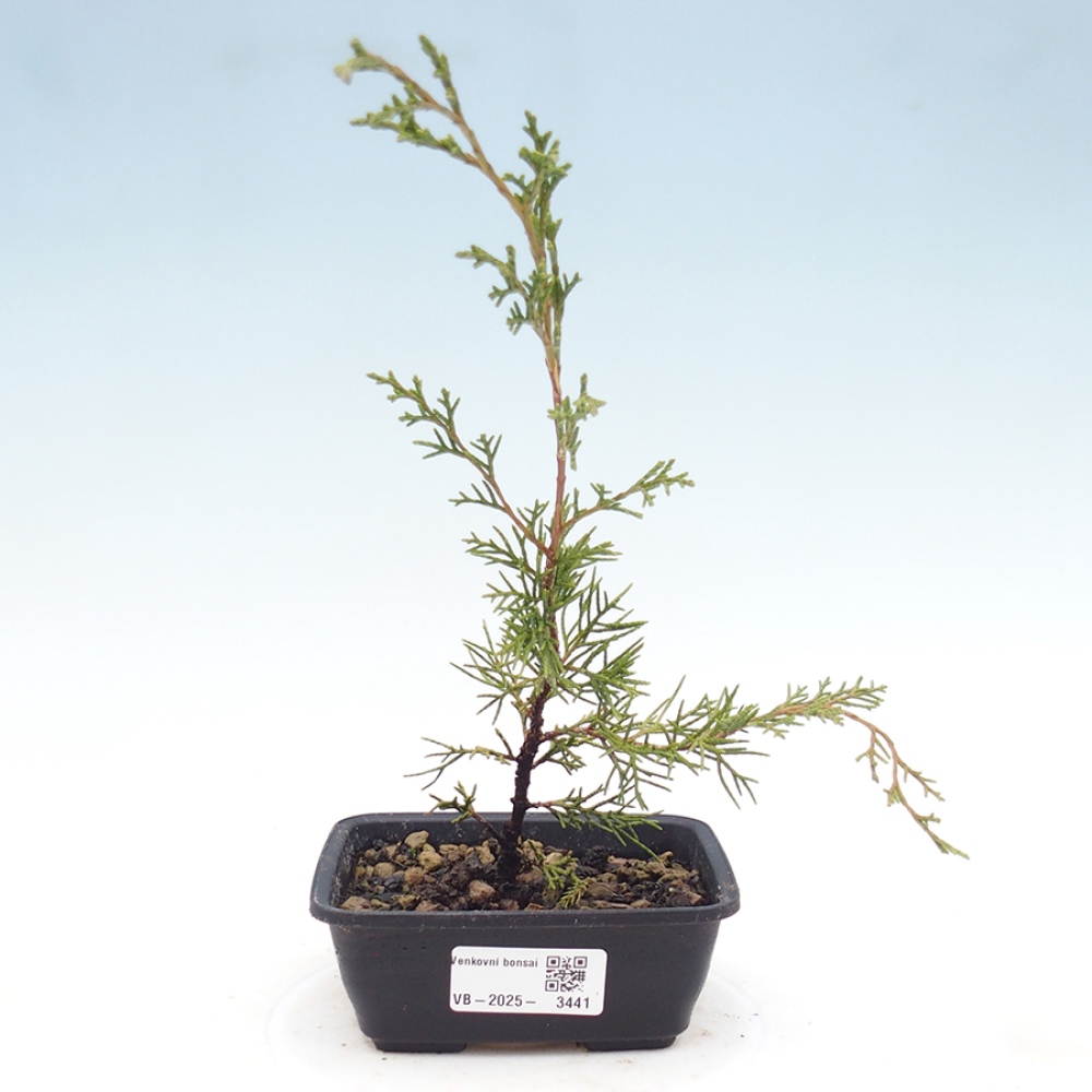 Outdoor bonsai - Juniperus chinensis Itoigawa