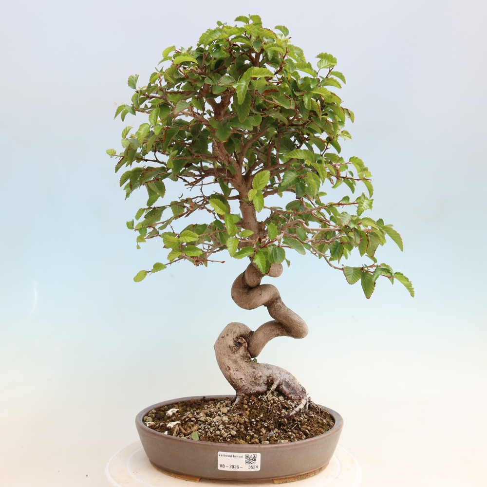 Outdoor bonsai - Carpinus CARPINOIDES - grab koreański