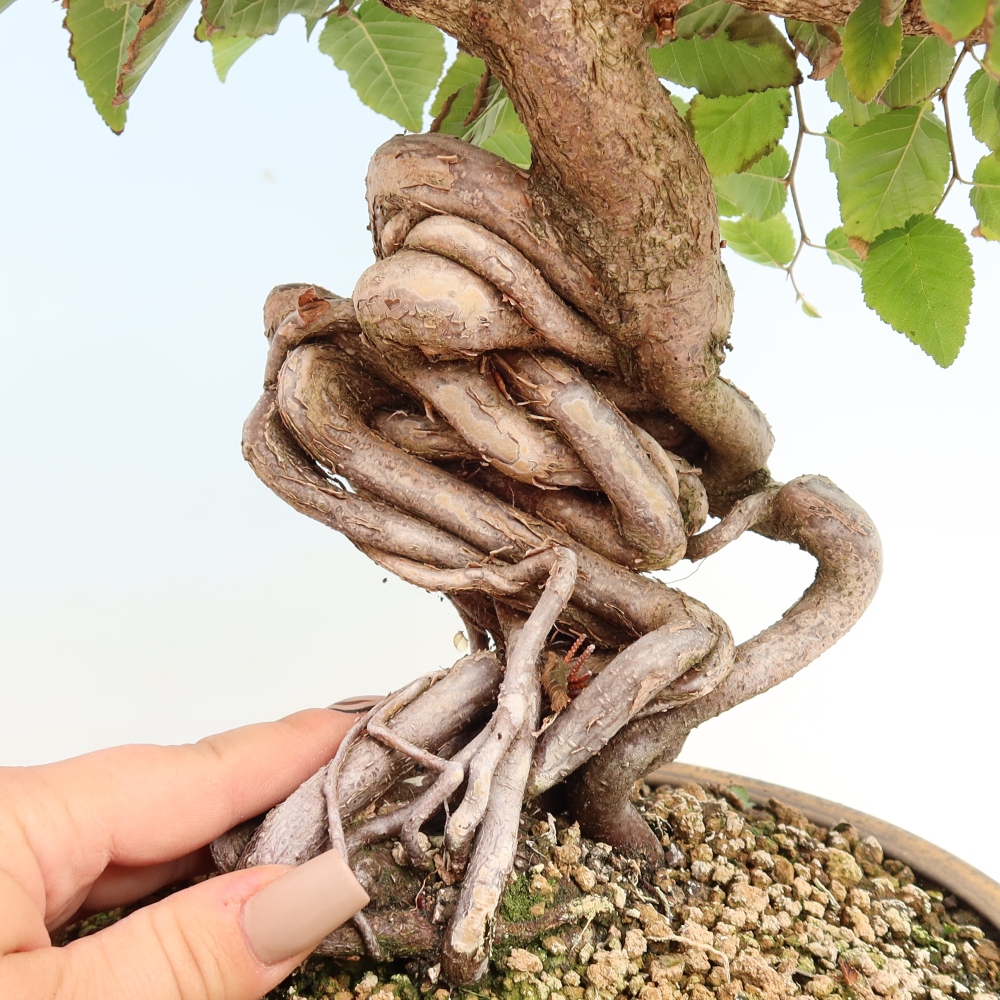 Outdoor bonsai - Carpinus CARPINOIDES - grab koreański