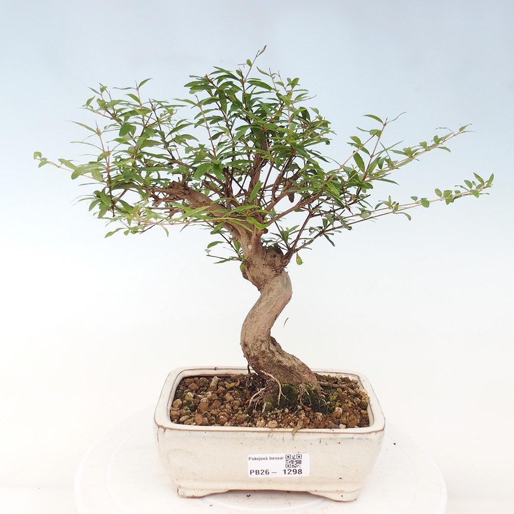 Pokój bonsai - PUNICA granatum nana - jabłko granatu