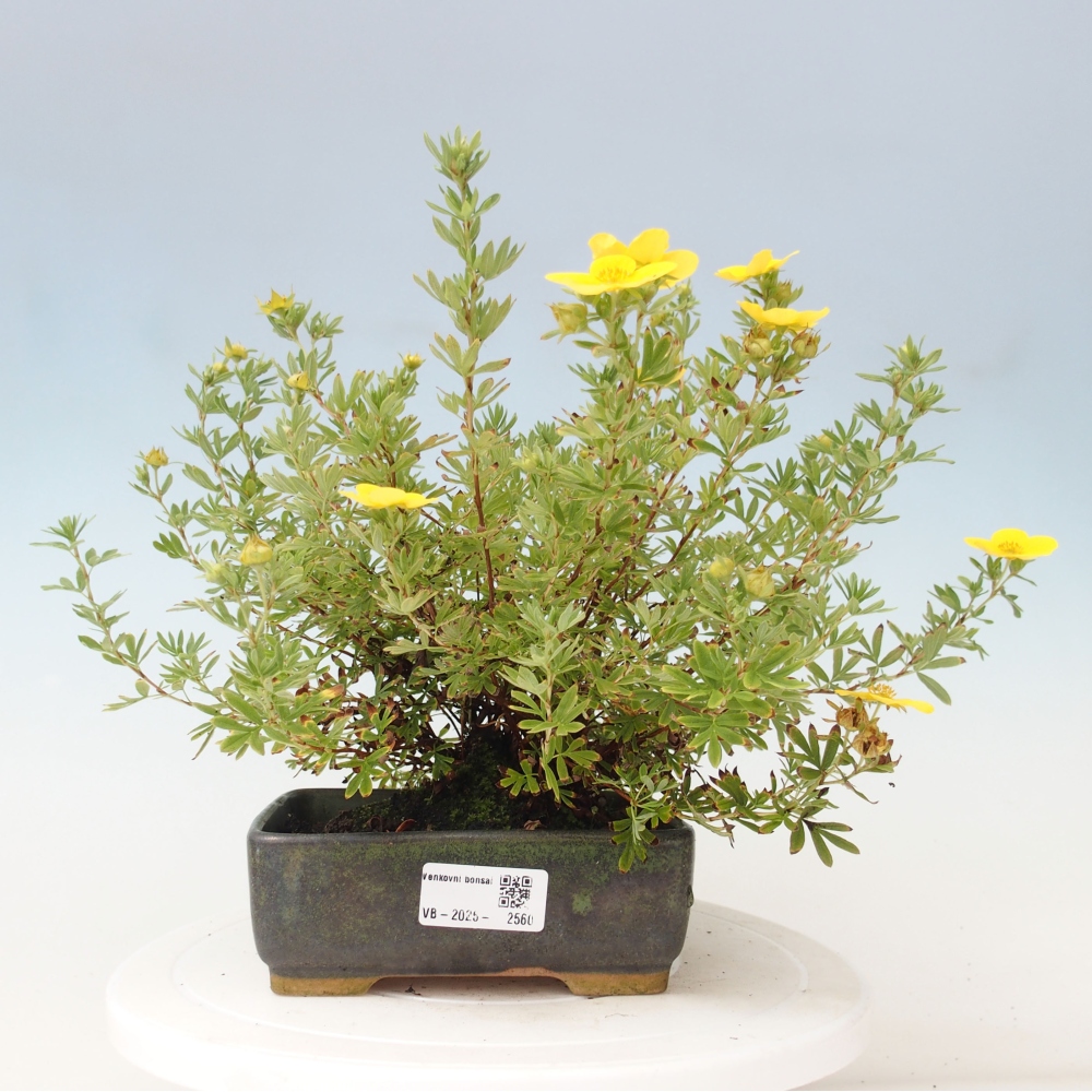 Outdoor bonsai-Pięciolistnik - Potentila fruticosa żółty Ptak