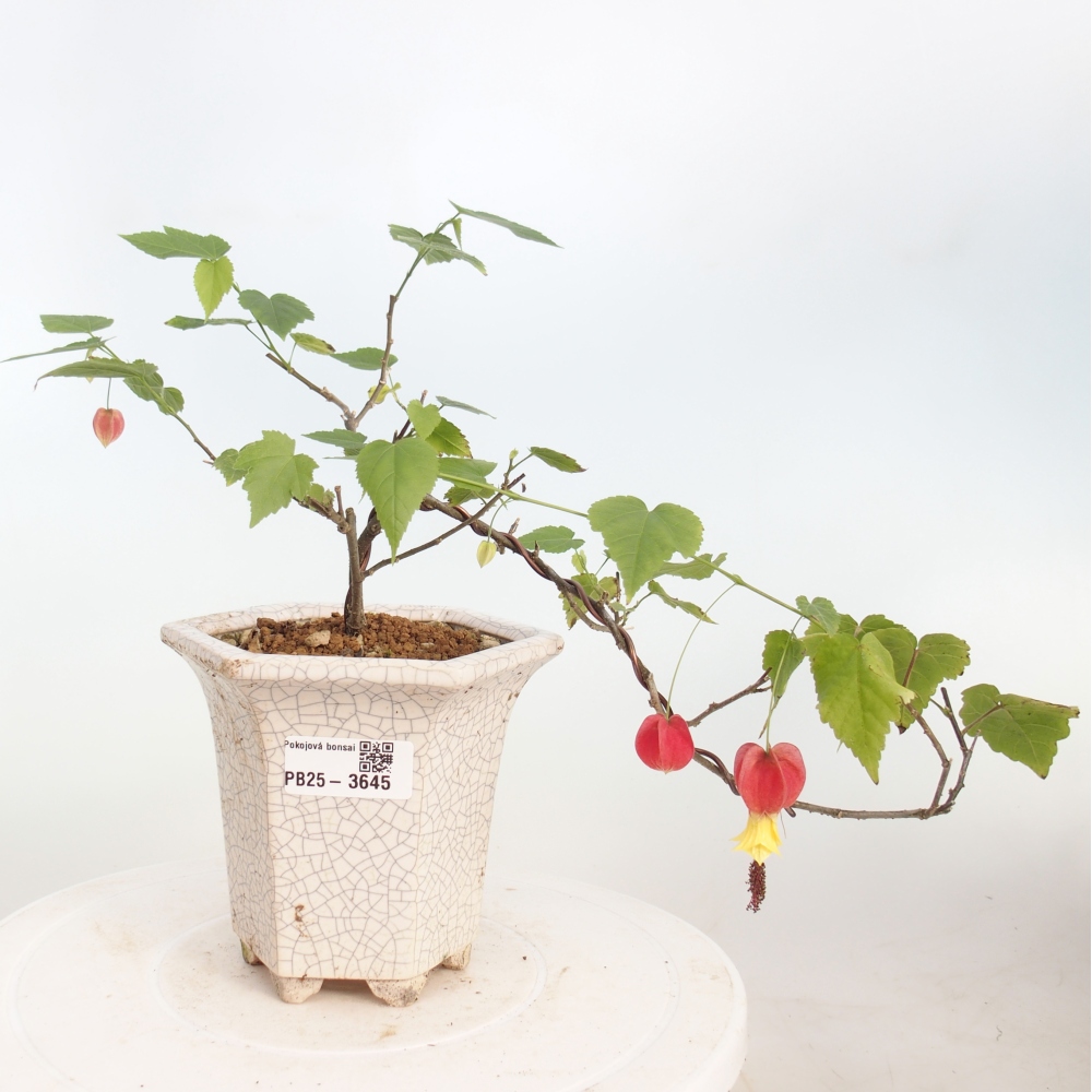 Bonsai domowe - Abutilon Big Bell - Cloudberry