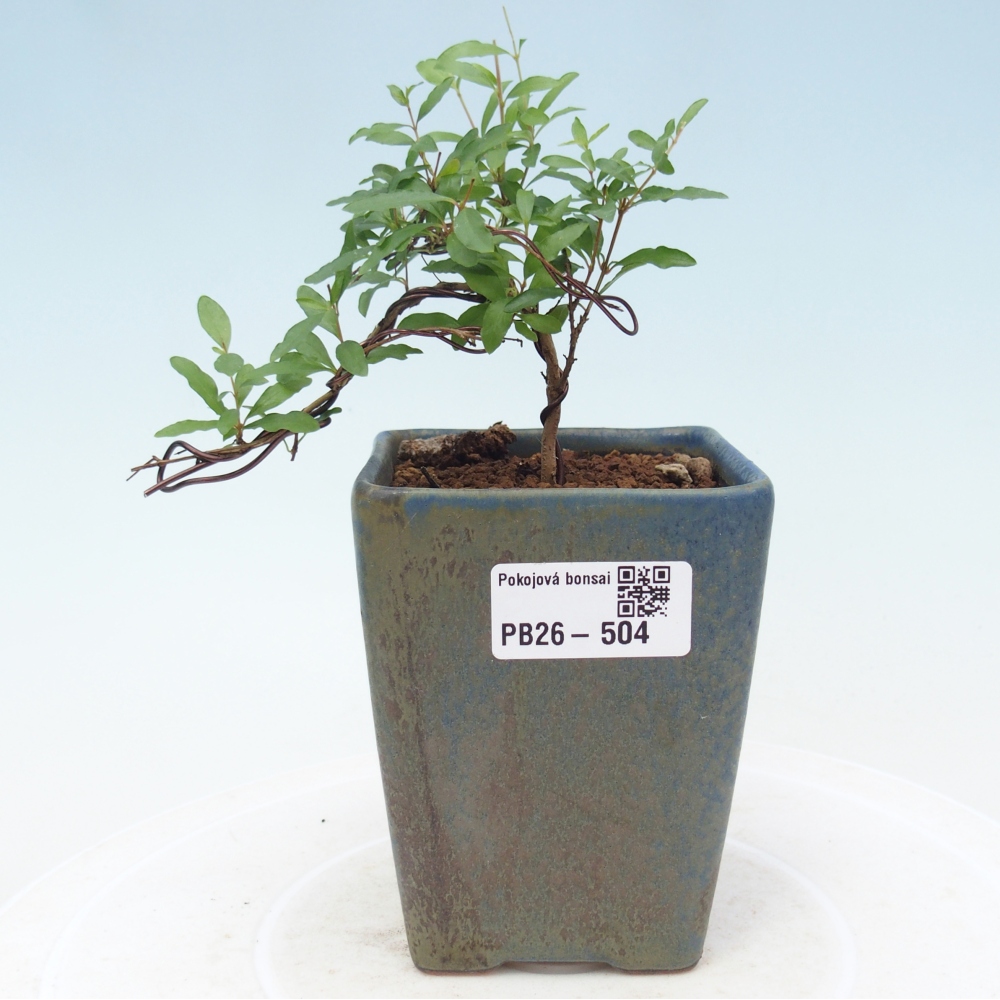 Pokój bonsai - PUNICA granatum nana - jabłko granatu