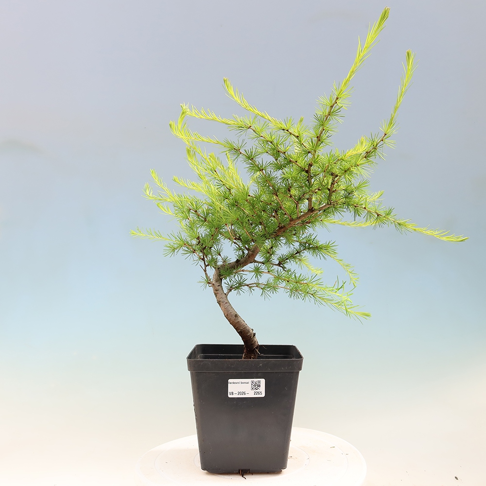 Bonsai zewnętrzne - Larix decidua - Modrzew