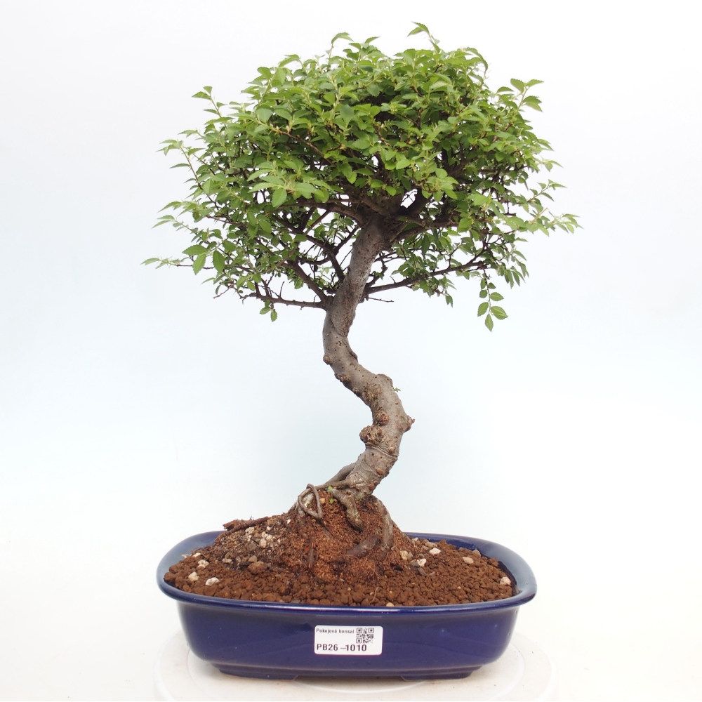 Pokój bonsai - Ulmus parvifolia - Wiąz drobnolistny