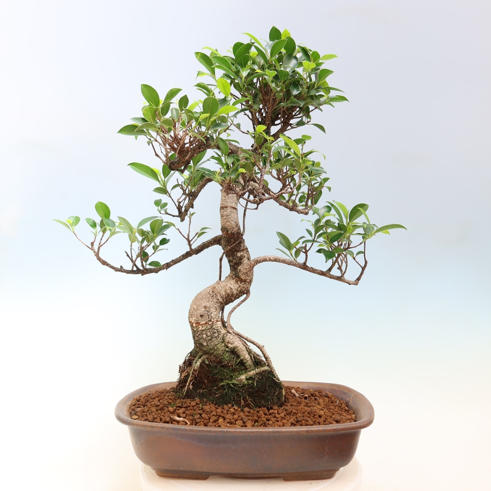 Pokój bonsai - Ficus kimmen - figowiec drobnolistny