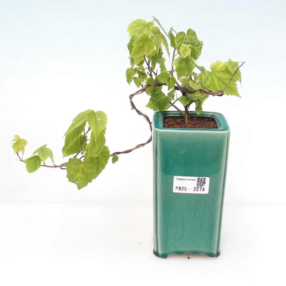 Bonsai do wnętrz - Abutilon Big Bell - Malina moroszka rzeczna