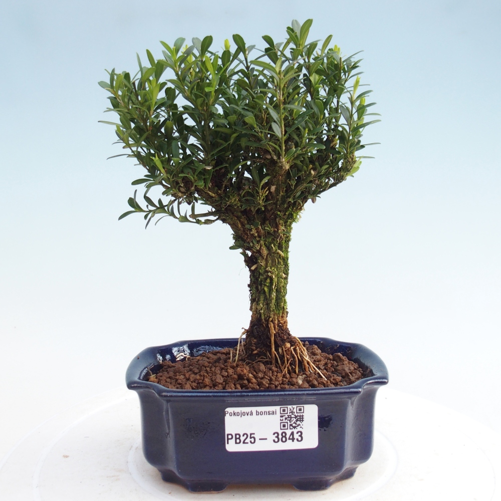 Pokój bonsai - Buxus harlandii - buxus korkowy