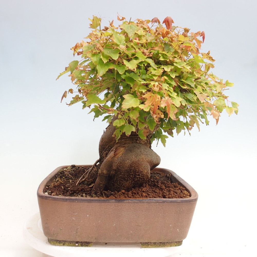 Outdoor bonsai - Maple Buergerianum - Burger Maple