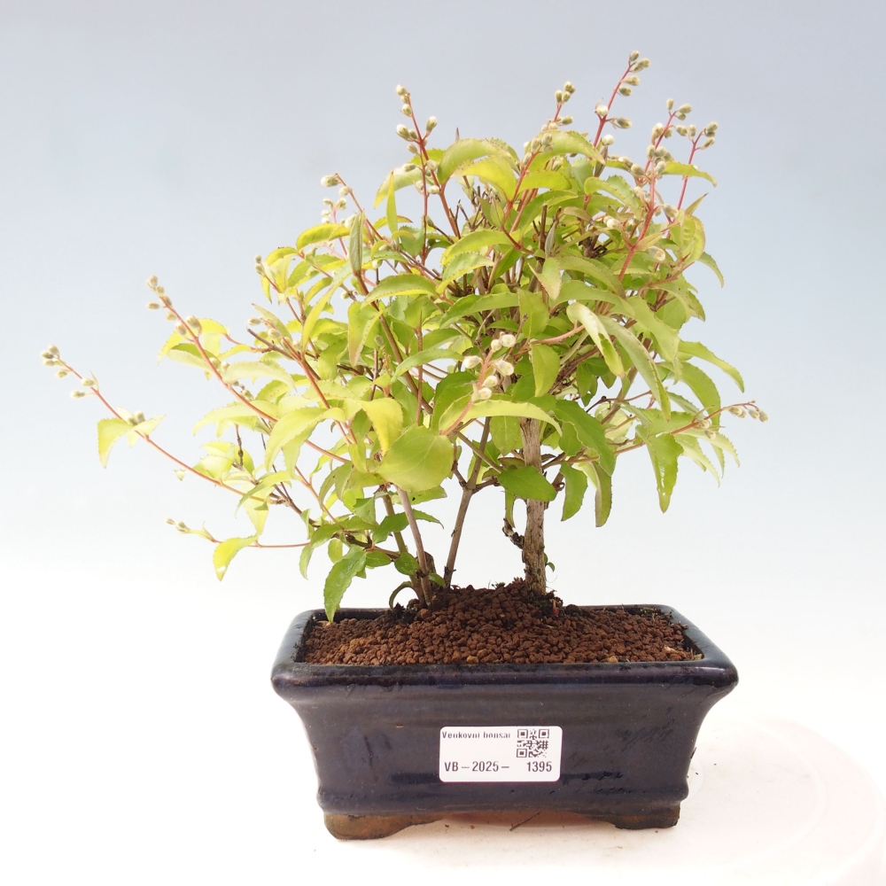 Bonsai zewnętrzne - Deutzia scabra Candidissima - Trojpuk