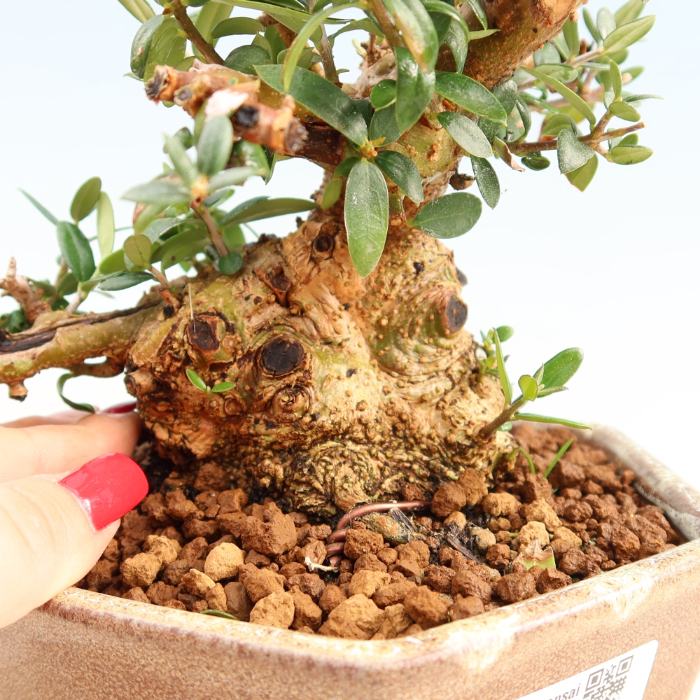 Bonsai do wnętrz - Olea europaea sylvestris