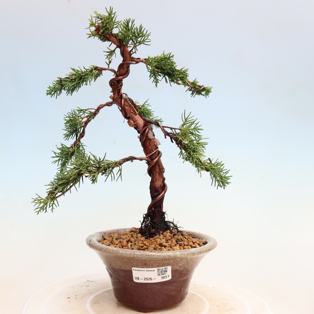 Outdoor bonsai - Juniperus chinensis Kishu