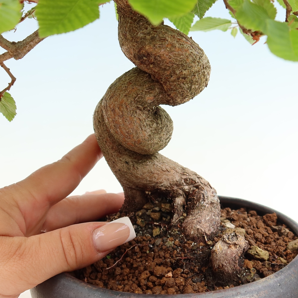 Outdoor bonsai - Carpinus coreana - grab koreański