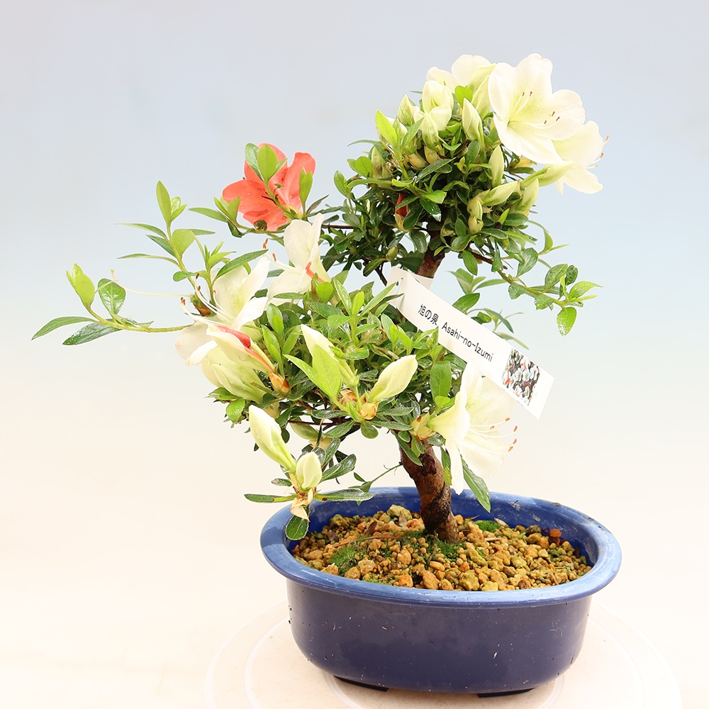 Bonsai zewnętrzne - Azalia japońska - Azalia Asahi-no-izumi