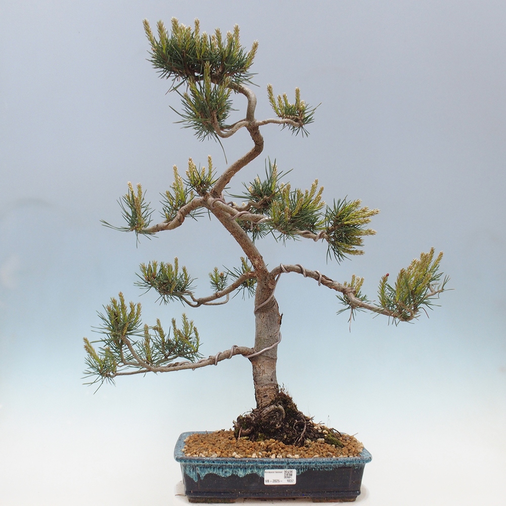 Outdoor bonsai - Pinus Sylvestris - sosna zwyczajna
