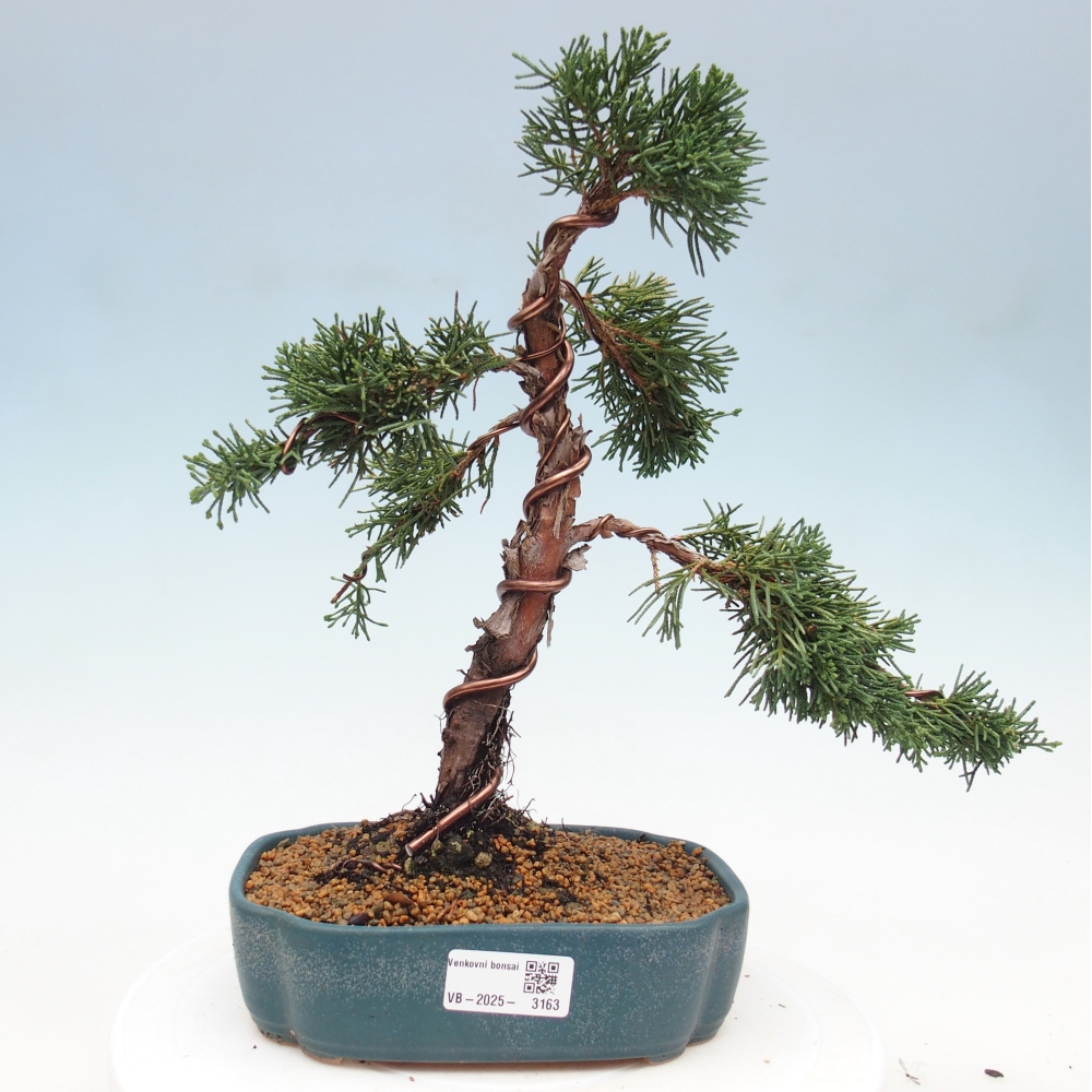 Outdoor bonsai - Juniperus chinensis Kishu - chiński jałowiec