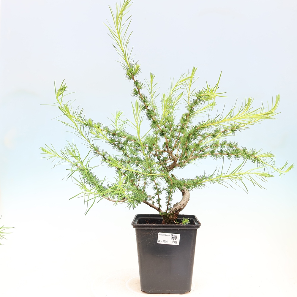 Bonsai zewnętrzne - Larix decidua - Modrzew